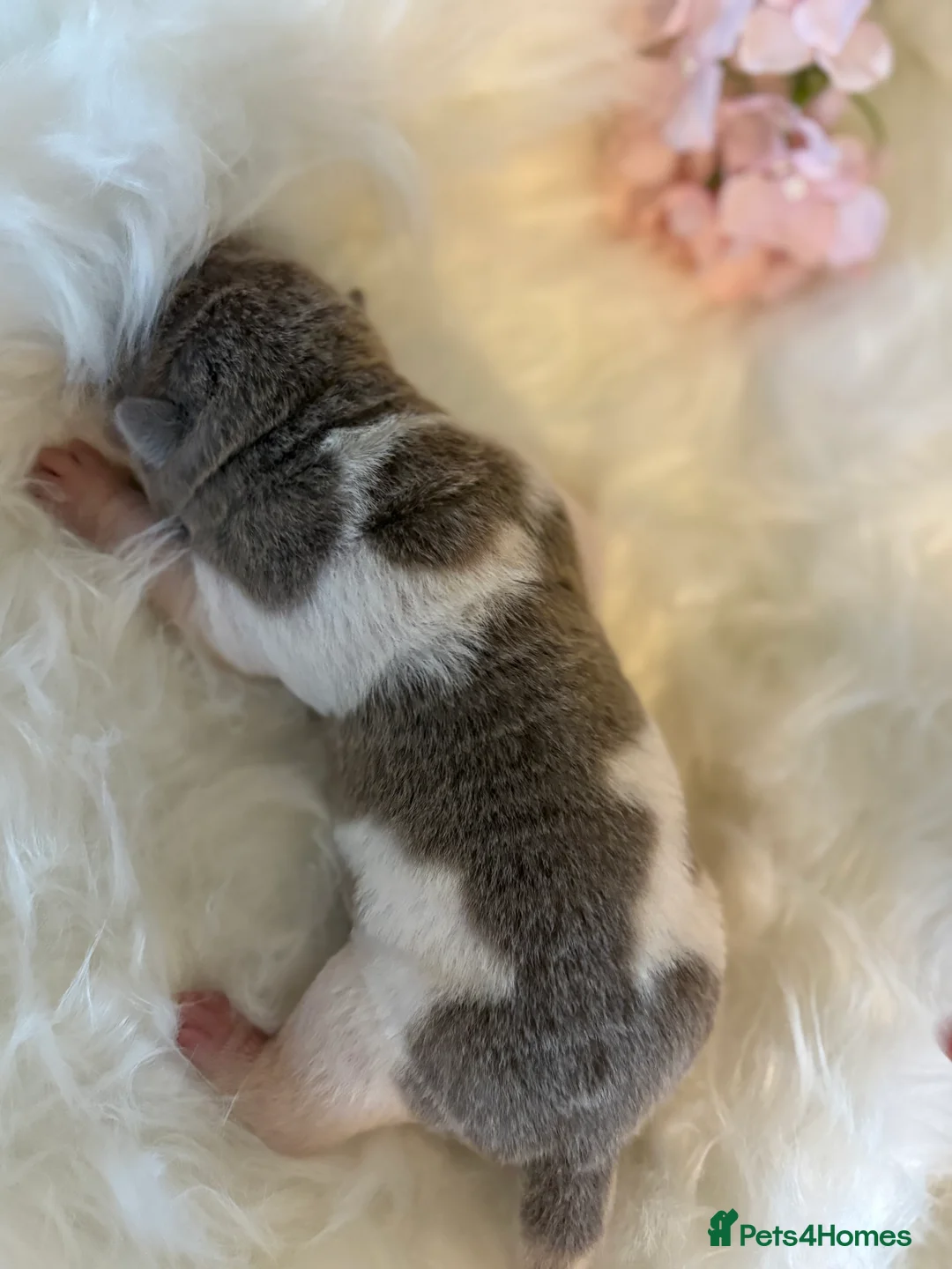 Shar Pei dogs for sale: Stunning rare Shar-Pei puppies  - Advert 9