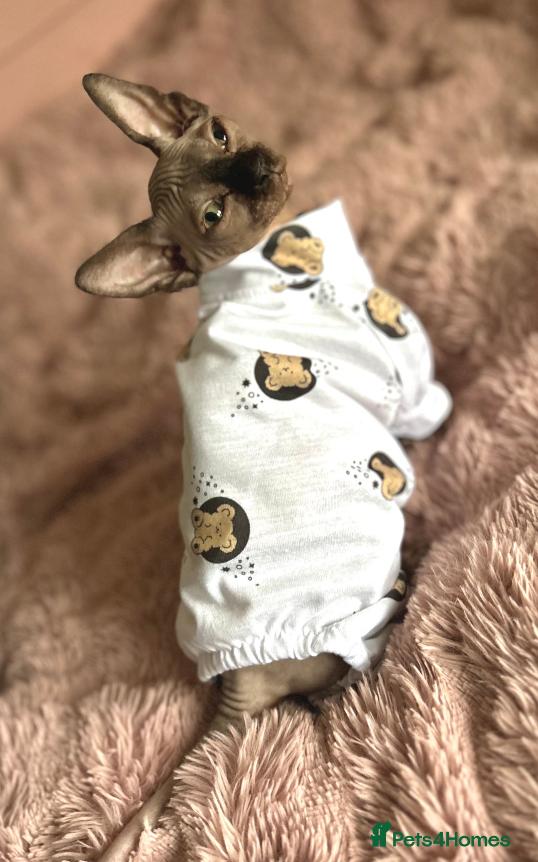 Sphynx cats for sale: Male 12 week old sphyxn - Advert 7