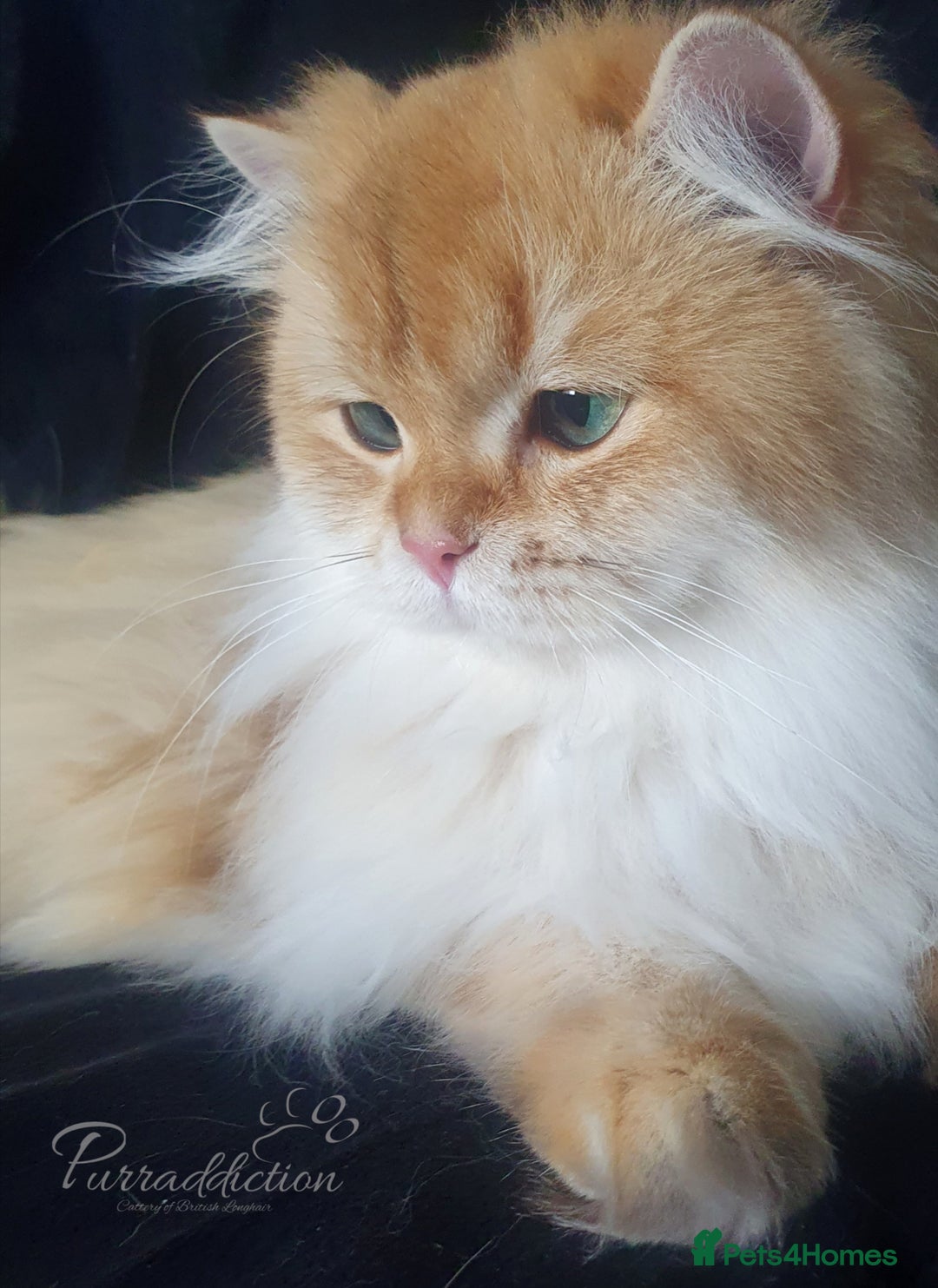 British Longhair cats for sale: Chocolate Golden Shaded British Longhair kitten - Image 5