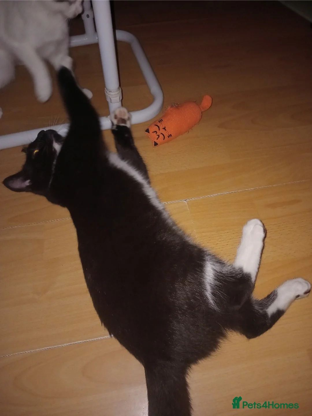 Domestic Shorthair cats for sale: Tootsie - Advert 3