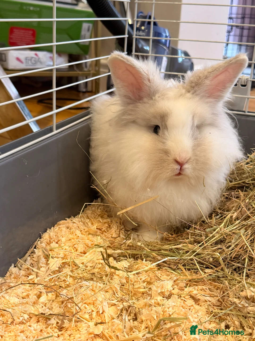 Lionhead rabbits for sale: Lionhead rabbit + cage & full setup  in Smethwick - Advert 2