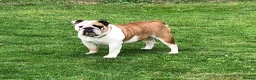 English Bulldog dogs for sale: 2 Kc Female’s available  - Advert 3