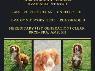 Cocker Spaniel dogs KC Reg, Health tested Red WCS Champions lines in Doncaster - Advert 8