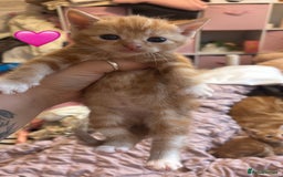 British Shorthair cats for sale: BEAUTIFUL KITTENS FOR SALE 🩷💙 - Advert 3