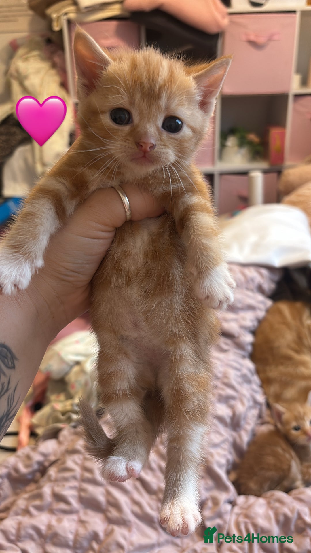 British Shorthair cats for sale: BEAUTIFUL KITTENS FOR SALE 🩷💙 - Advert 3