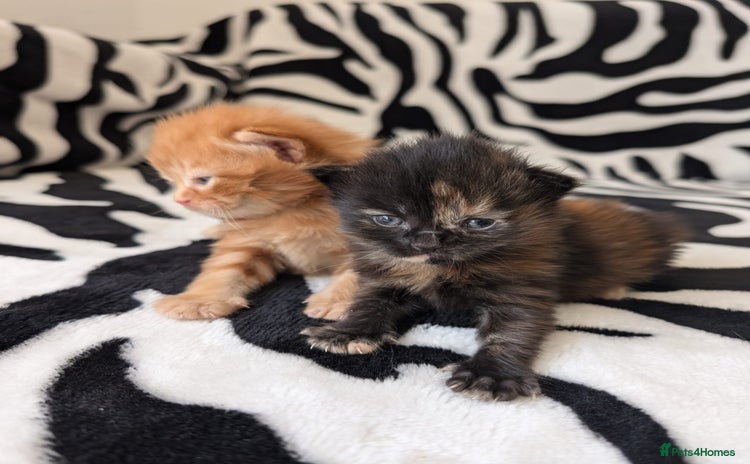 Mixed Breed cats - Advert 6
