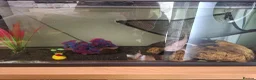 Axolotl reptiles for sale: 2 x Axolotls  - Advert 4