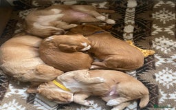 Cocker Spaniel dogs for sale: Golden & Red Working Cocker Spaniel Puppies - Image 24