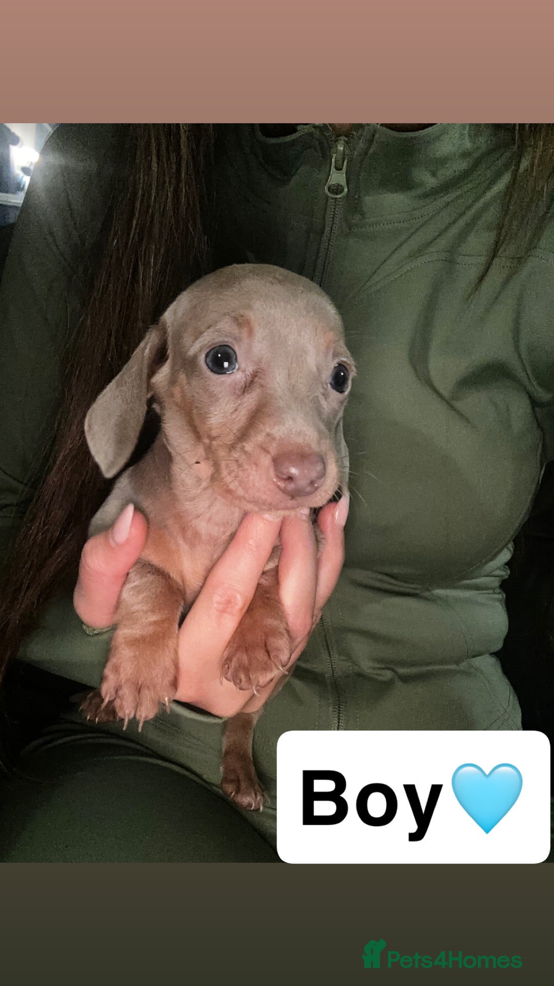 Dachshund dogs for sale: 7 beautiful dashound puppys - Advert 16