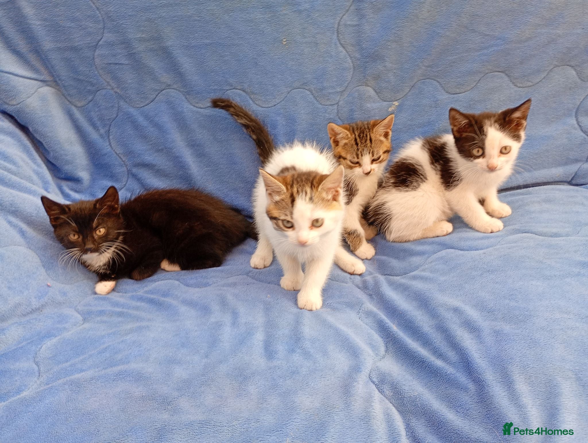 Mixed Breed cats Lovely playful kittens looking for a new home  - Advert 2