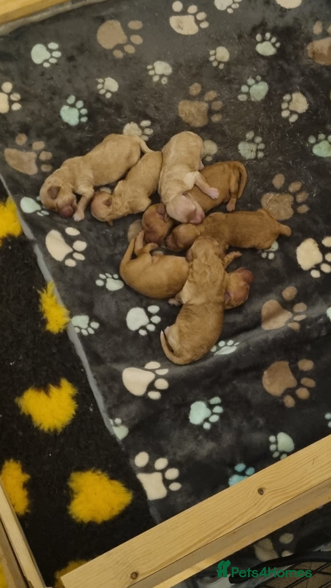 Cavapoo dogs for sale: F1b cavapoos  - Advert 2