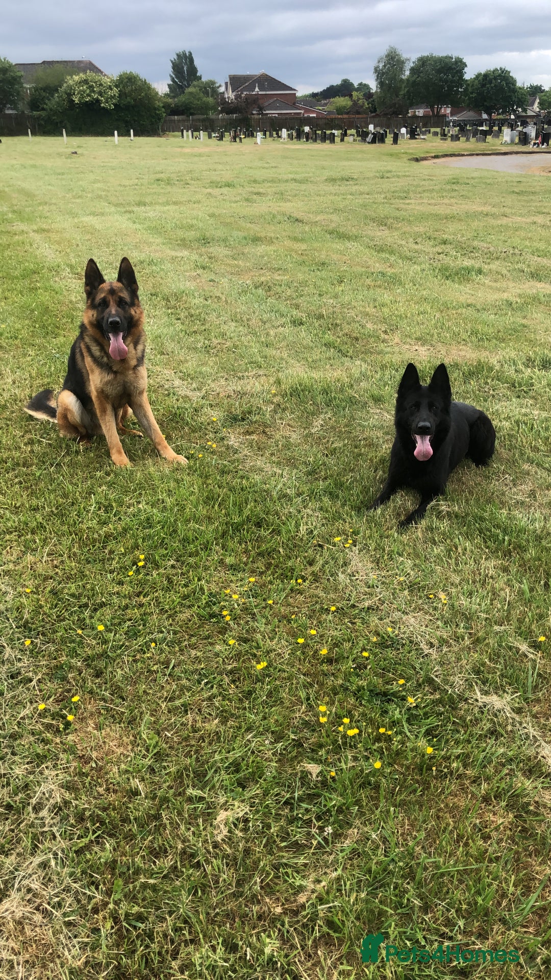 German Shepherd dogs for sale: GERMAN SHEPHERD  - Advert 5