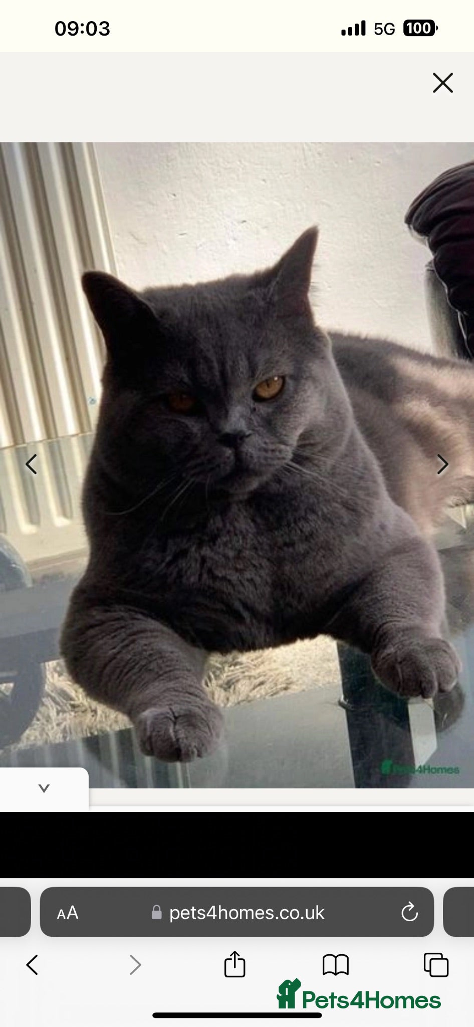 Scottish Fold cats Mum is Scottish fold, dad is British straight  - Advert 2
