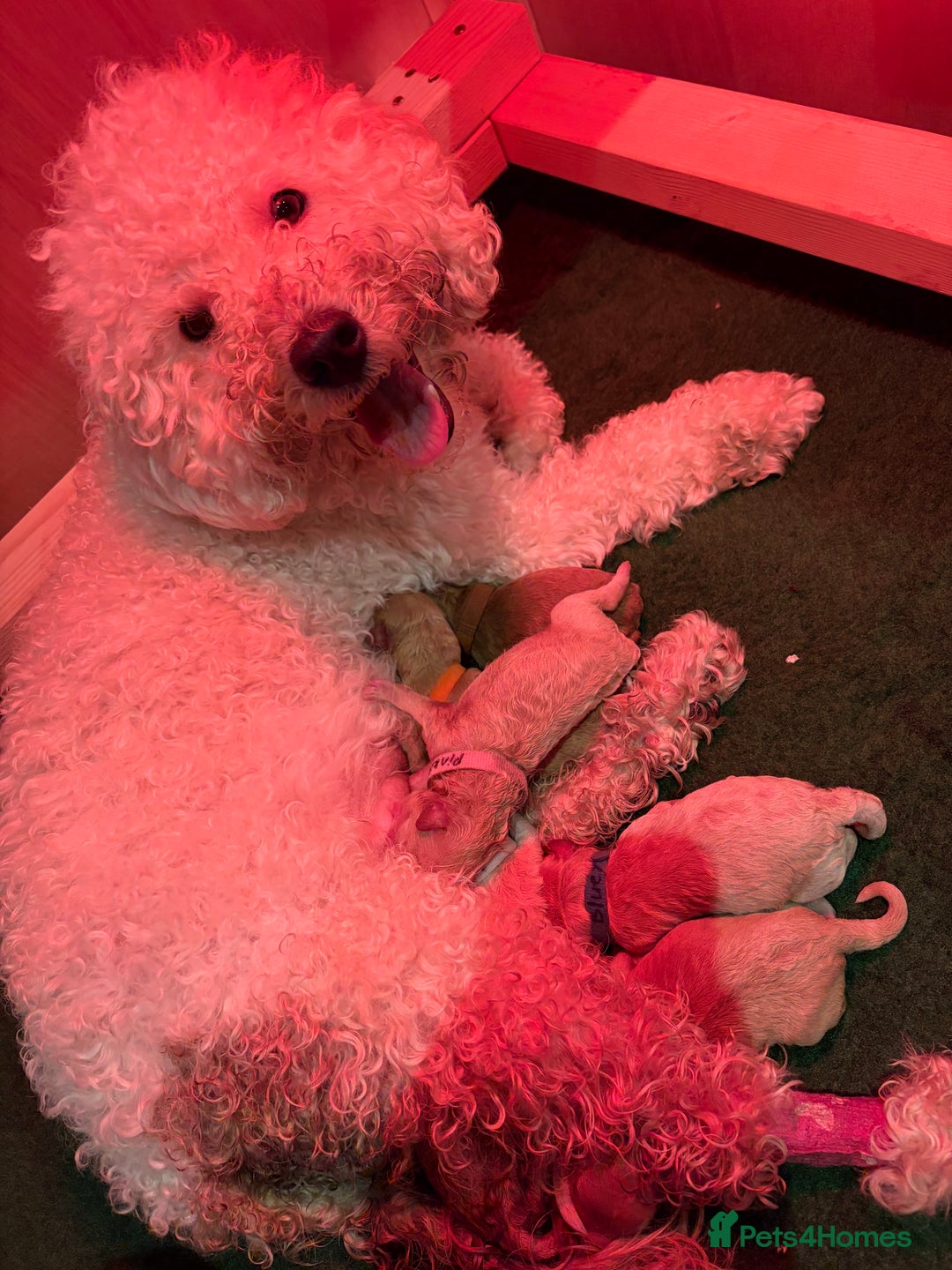 Poochon dogs for sale: Miniature Poochon puppies ready mid February - Advert 3