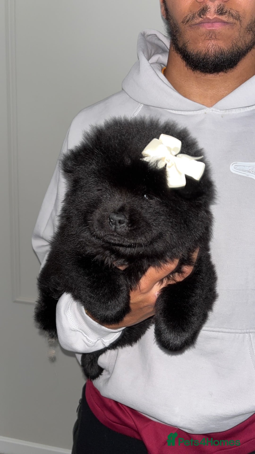 Chow Chow dogs for sale: 5 Gen Pedigree Chow Chow Puppies - Advert 9