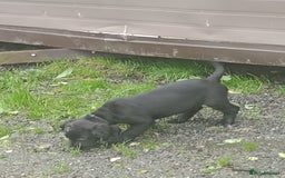 Sprocker dogs for sale: 8 gorgeous Sprocker puppies  - Image 19