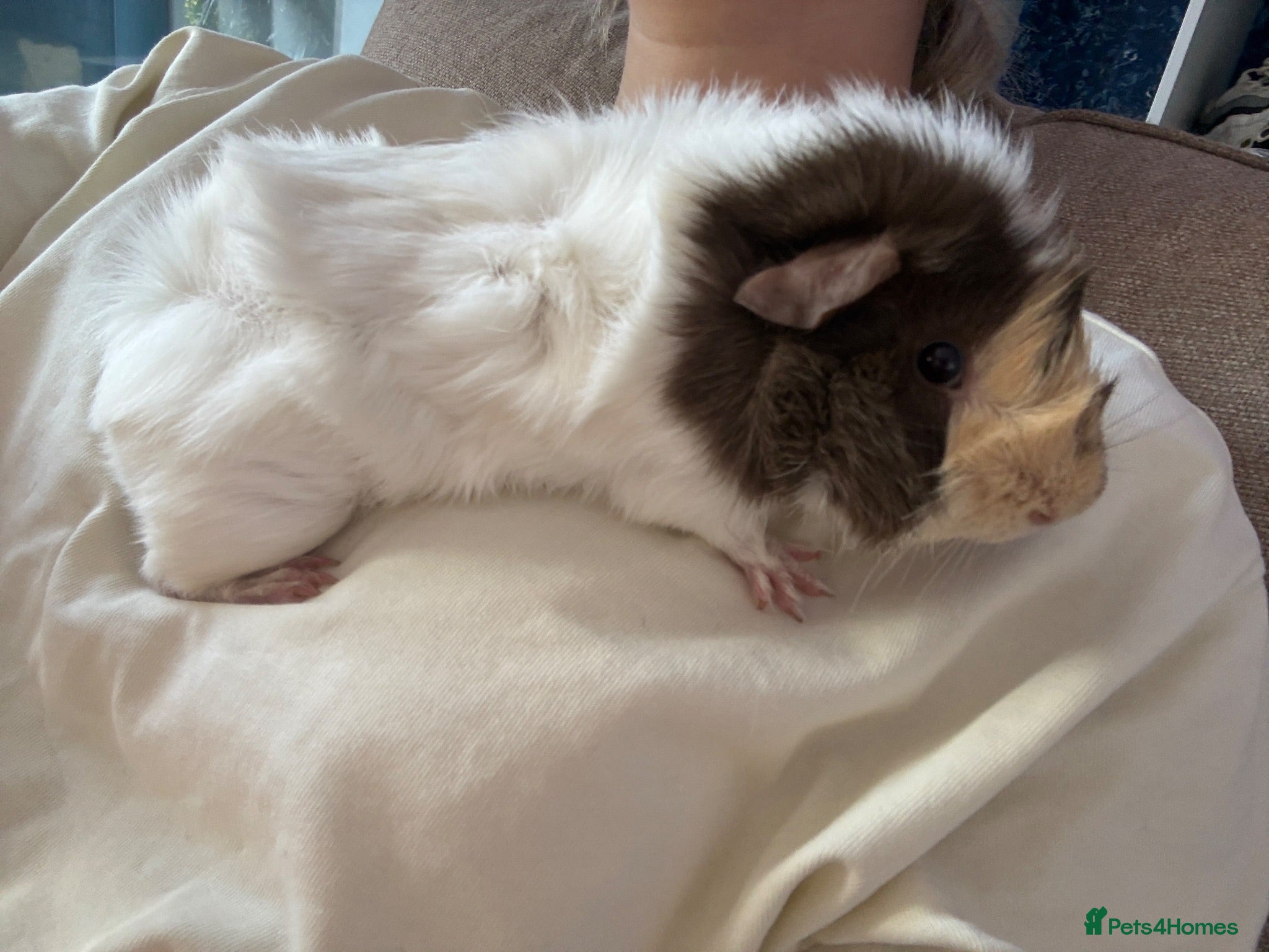 Guinea Pig rodents Brown blonde and white male guinea pig  - Advert 19