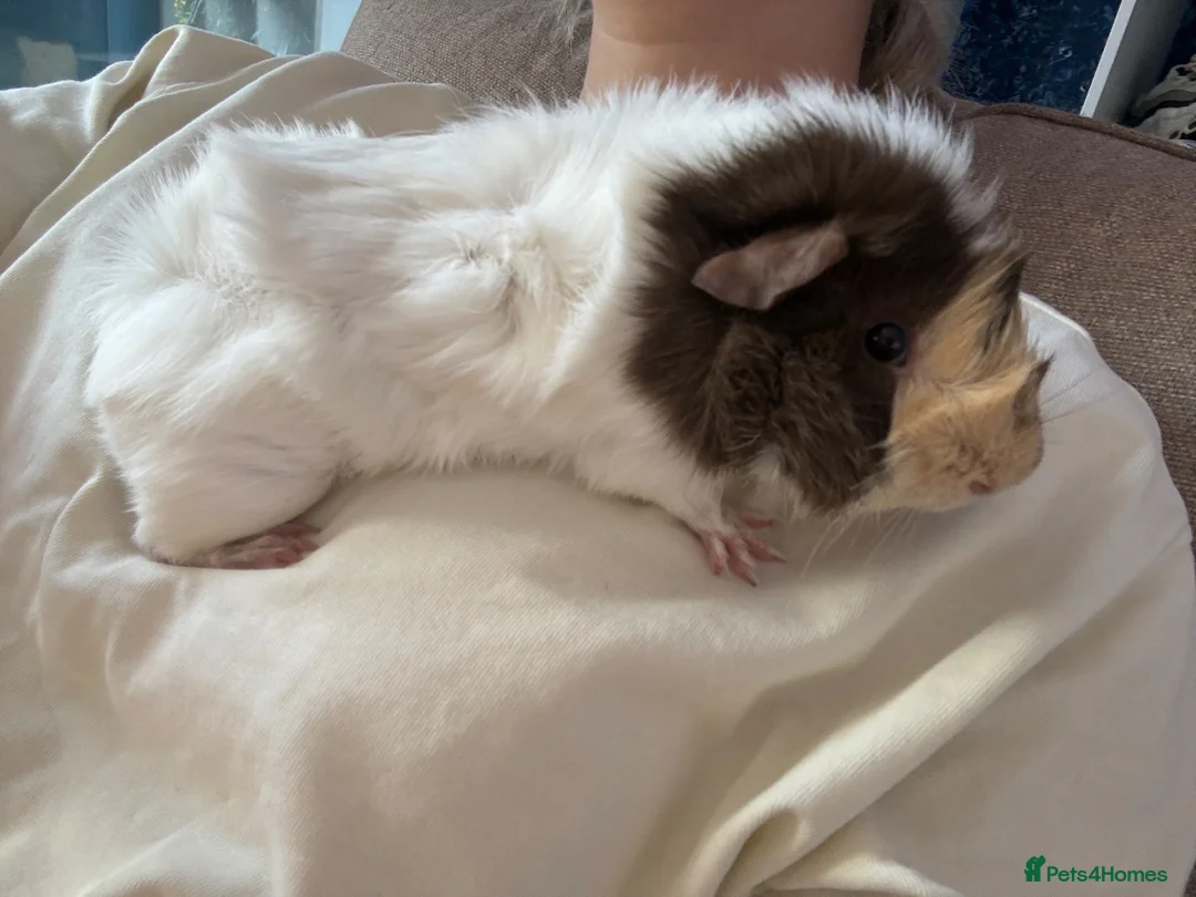 Guinea Pig rodents for sale: Brown blonde and white male guinea pig  - Advert 1