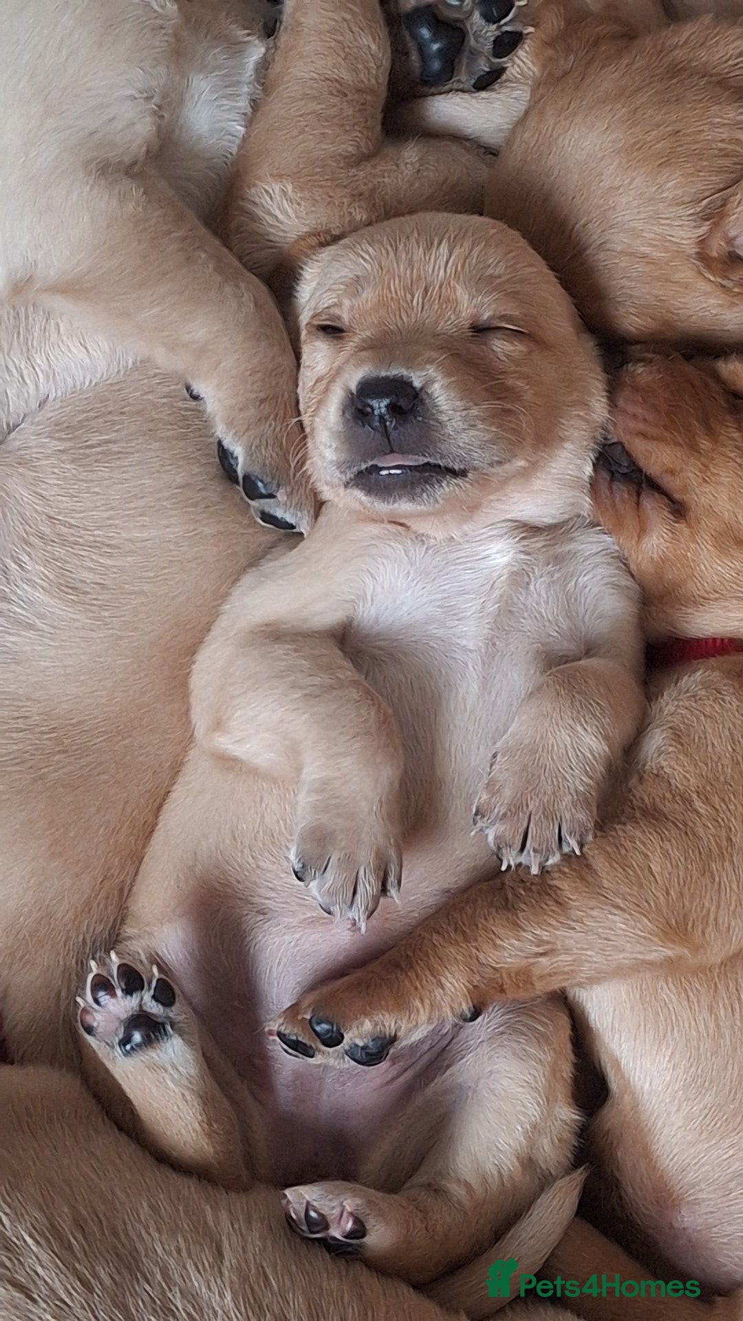 Labrador Retriever dogs Beautiful fox red and yellow labrador puppies  - Advert 2