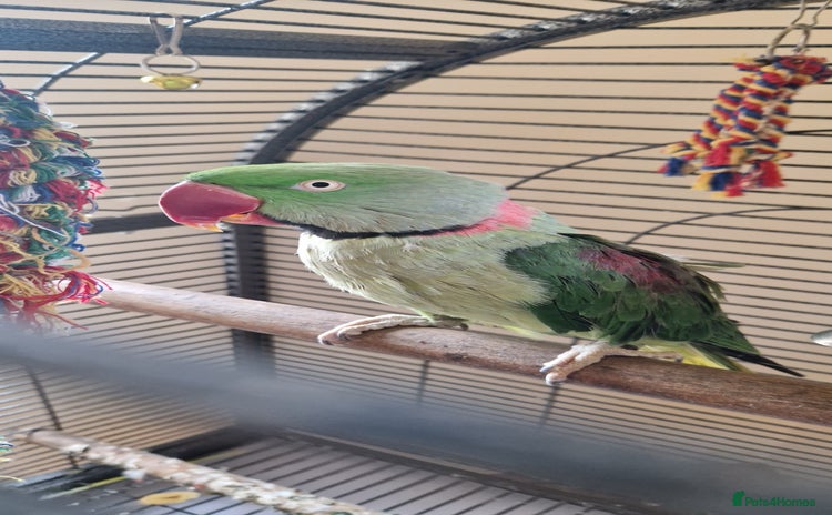 Parrots birds - Advert 1