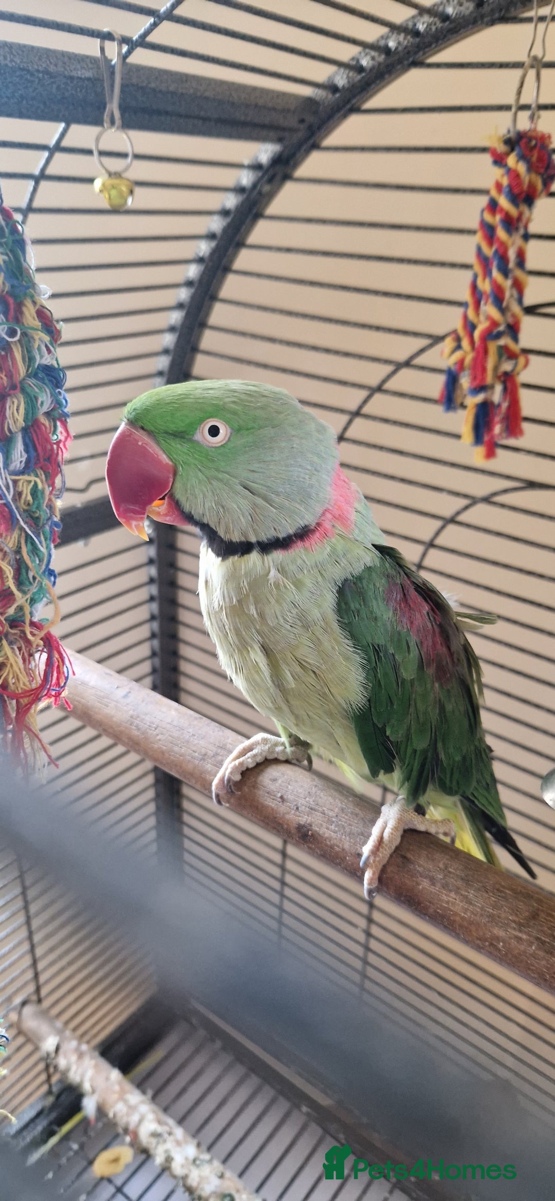 Parrots birds for sale: Billy the Alexandrine Parrot - Image 1