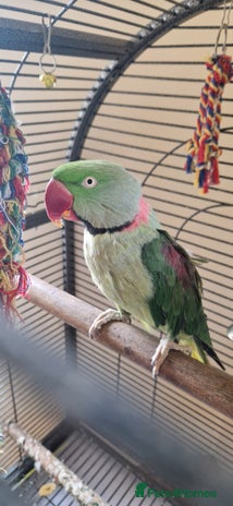 Parrots birds - Advert 1