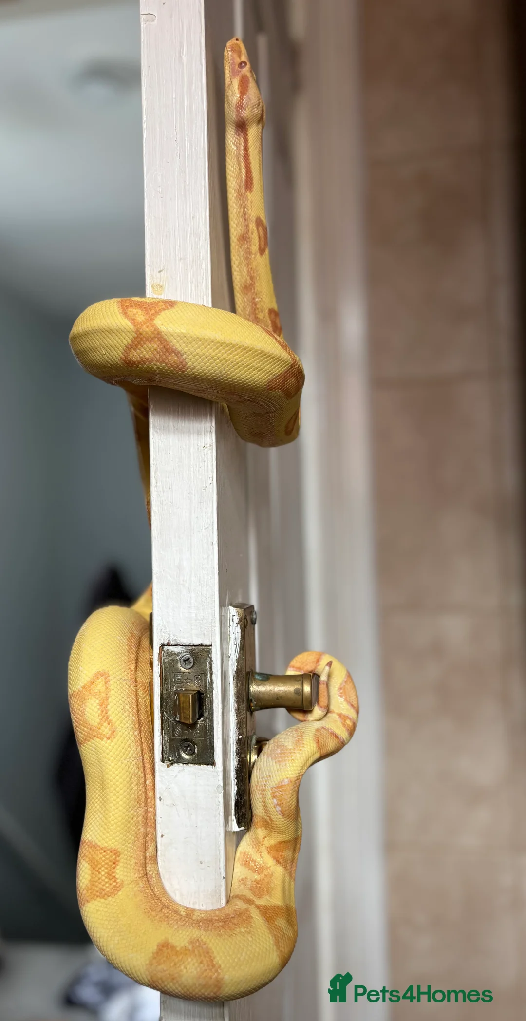 Boa Snake reptiles for sale: COMMON BOA (YELLOW) FOR SALE in Derby - Advert 2