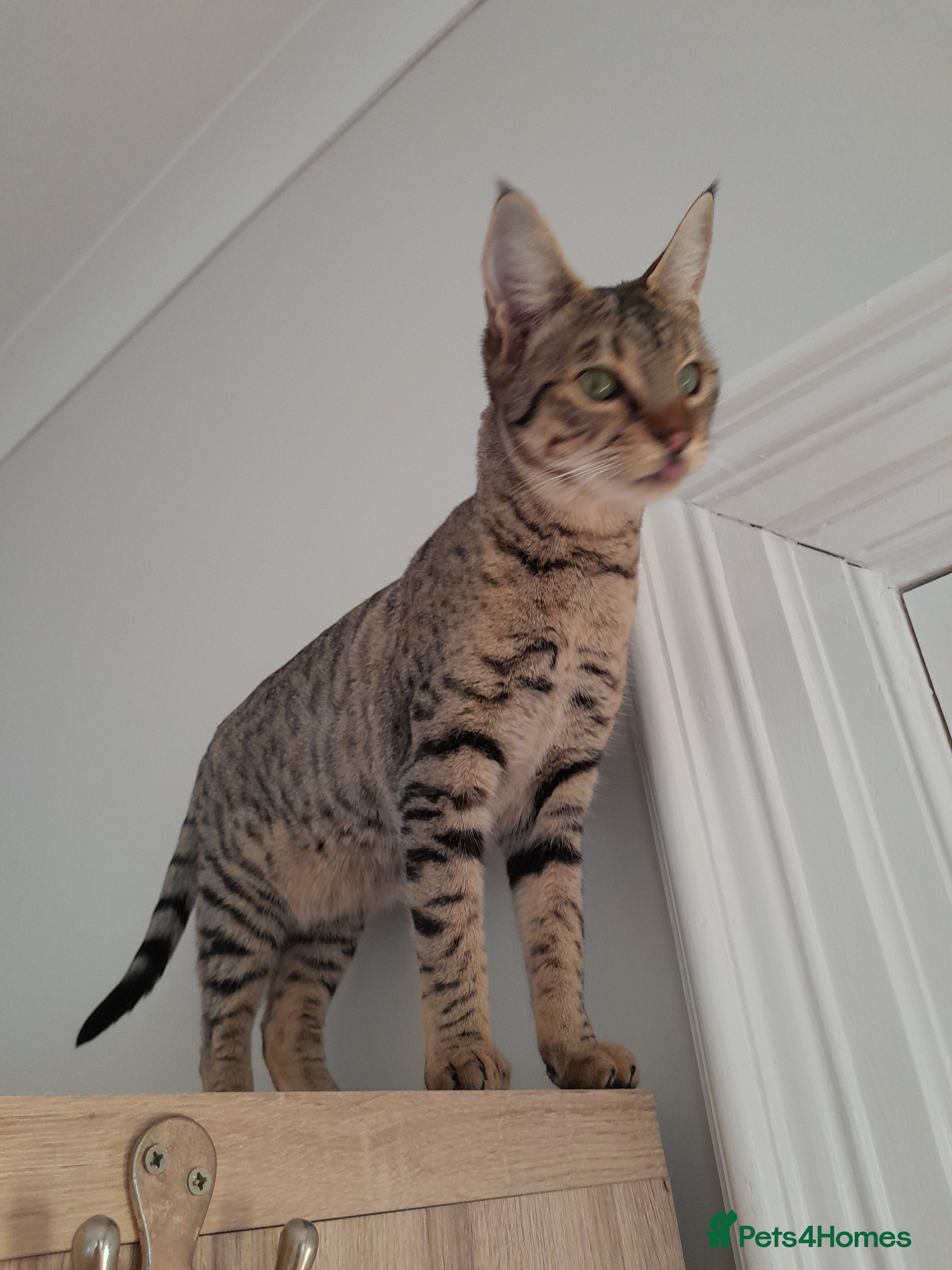 Savannah cats TICA Reg, F5 Pedigree Girl Kitten - Advert 4