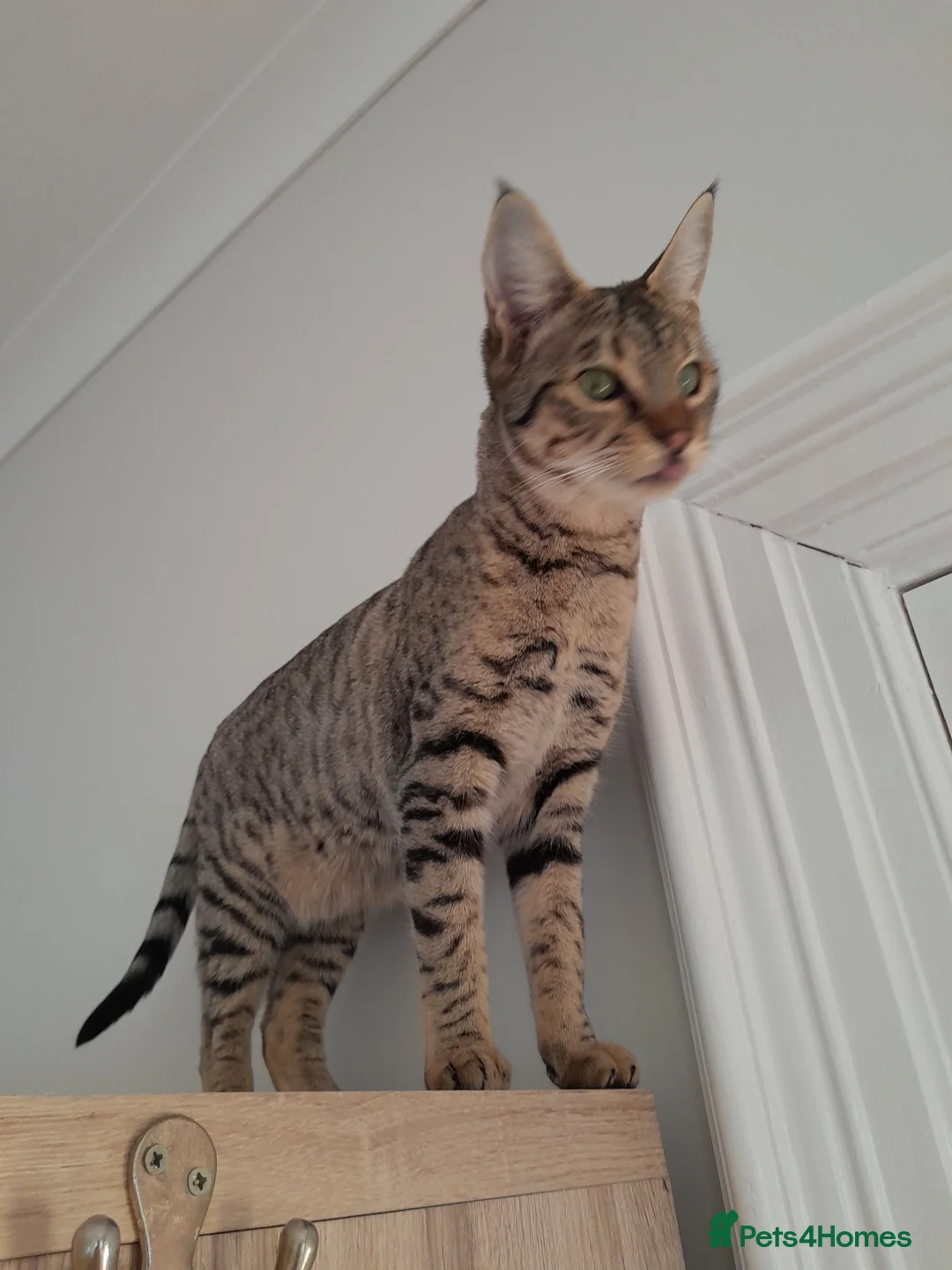Savannah cats for sale: TICA Reg, F5 Pedigree Girl Kitten - Advert 1