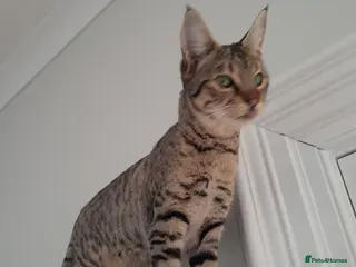 Savannah cats TICA Reg, F5 Pedigree Girl Kitten - Advert 1