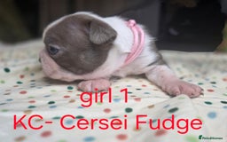 Boston Terrier dogs for sale: Beautiful Blue Bostons  - Image 6