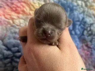 Chihuahua dogs Dna tested parents Chihuahua puppies - Advert 3