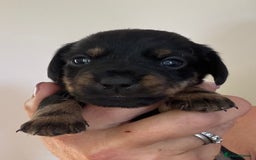 Mixed Breed dogs for sale: Norfolk Sausages Mini Dachshund x Norfolk terrier  - Image 12