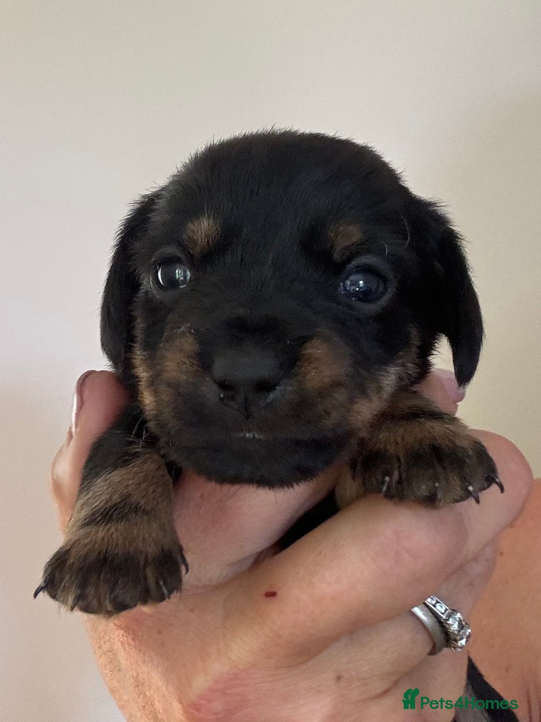 Mixed Breed dogs for sale: Norfolk Sausages Mini Dachshund x Norfolk terrier  - Image 12