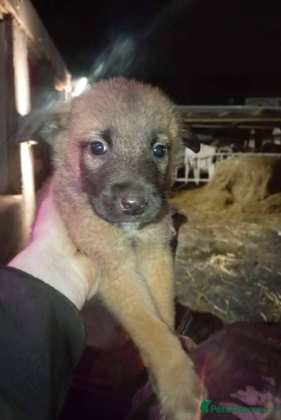 Mixed Breed dogs for sale: Belgian maliinois x Caucasian shepherd pups - Advert 4