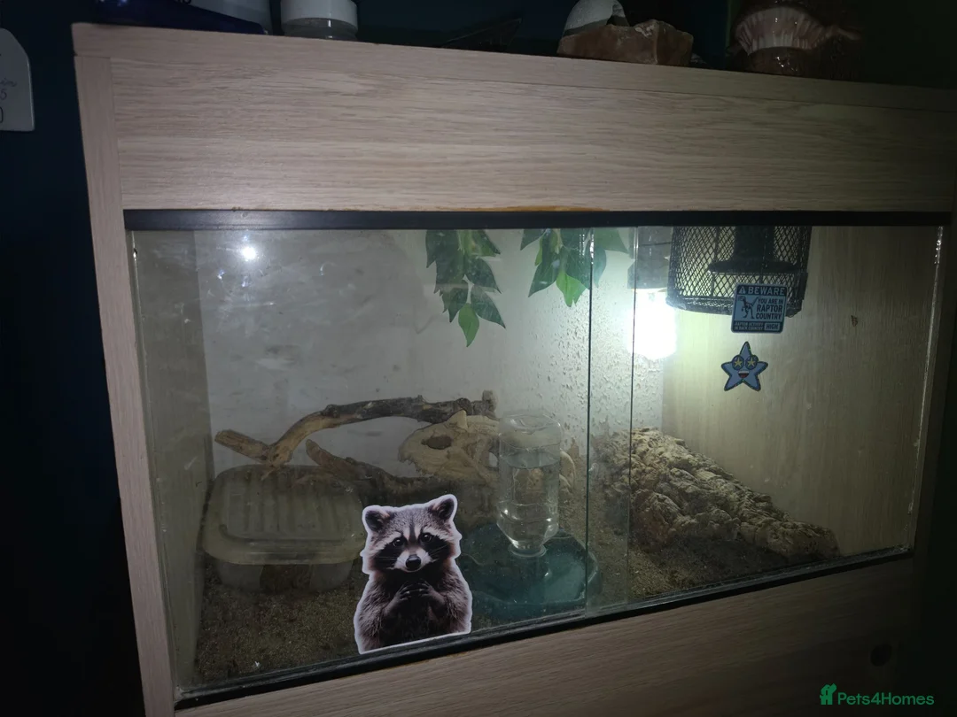 Gecko reptiles for sale: Leapord gecko in Wisbech - Advert 5