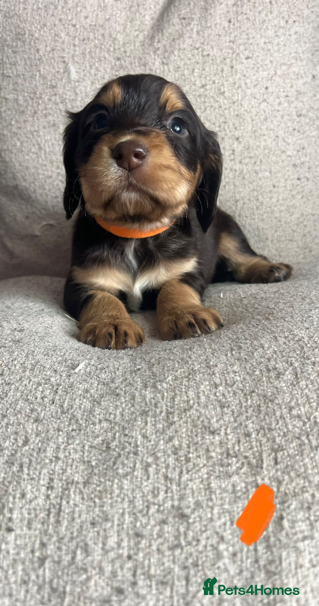 Cocker Spaniel dogs EXTENSIVELY HEALTH TESTED COCKER SPANIEL PUPPIES  - Advert 1