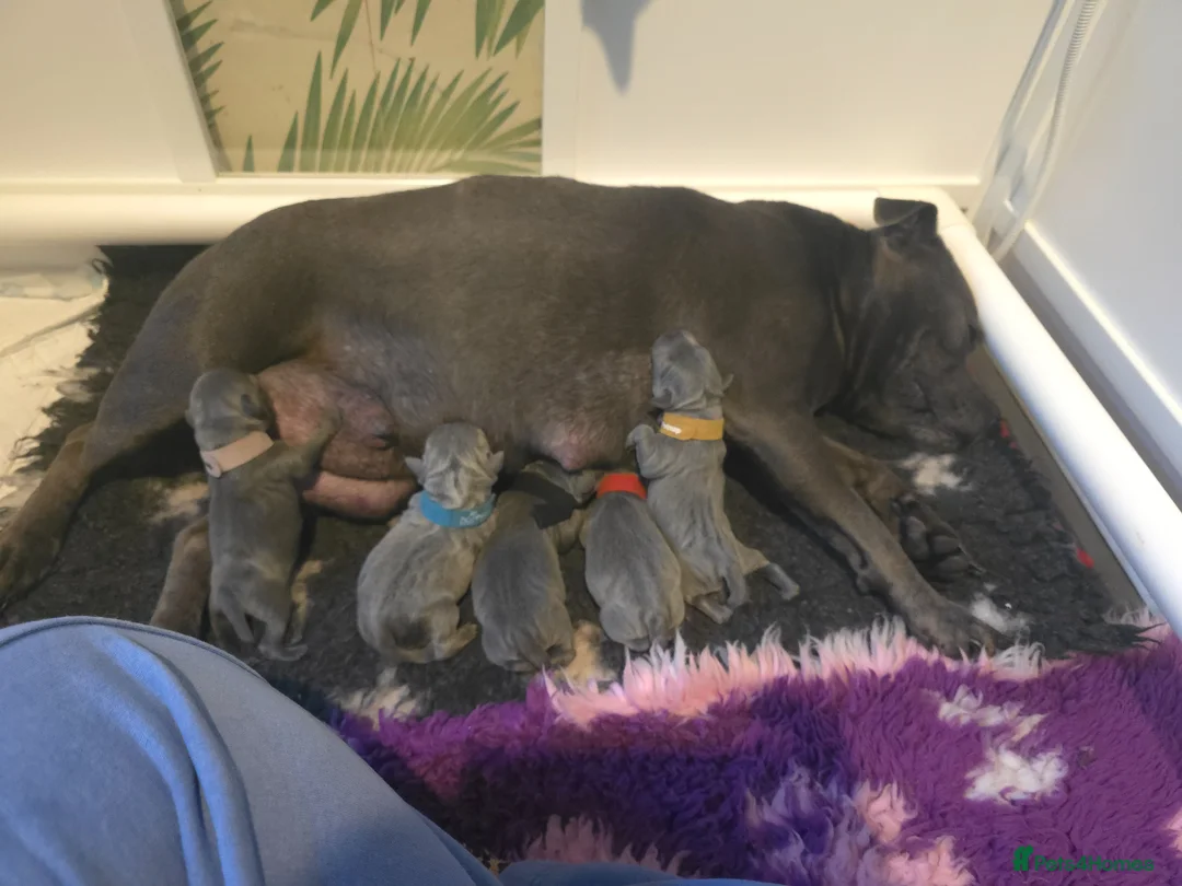 Staffordshire Bull Terrier dogs for sale: Stunning Blue Staffy Puppies  - Advert 2