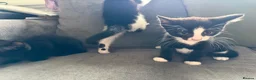 Mixed Breed cats for sale: 3 female kittens  - Advert 7