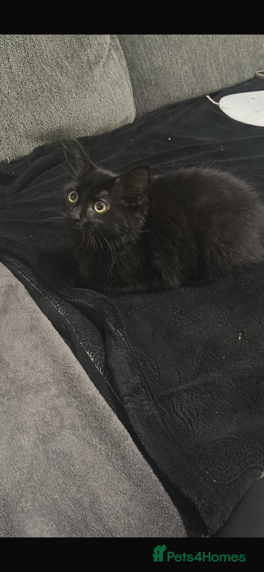 Mixed Breed cats for sale: Black Kitten  - Advert 9