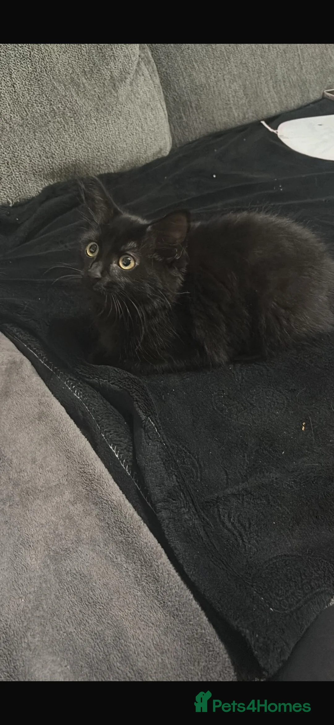 Mixed Breed cats for sale: Black Kitten  - Advert 1