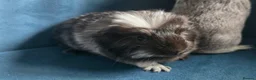Guinea Pig rodents for sale: Father&son long haired swiss californian - Advert 2
