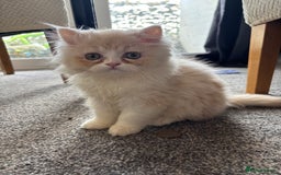 Persian cats for sale: 2 Persian kittens  - Image 6