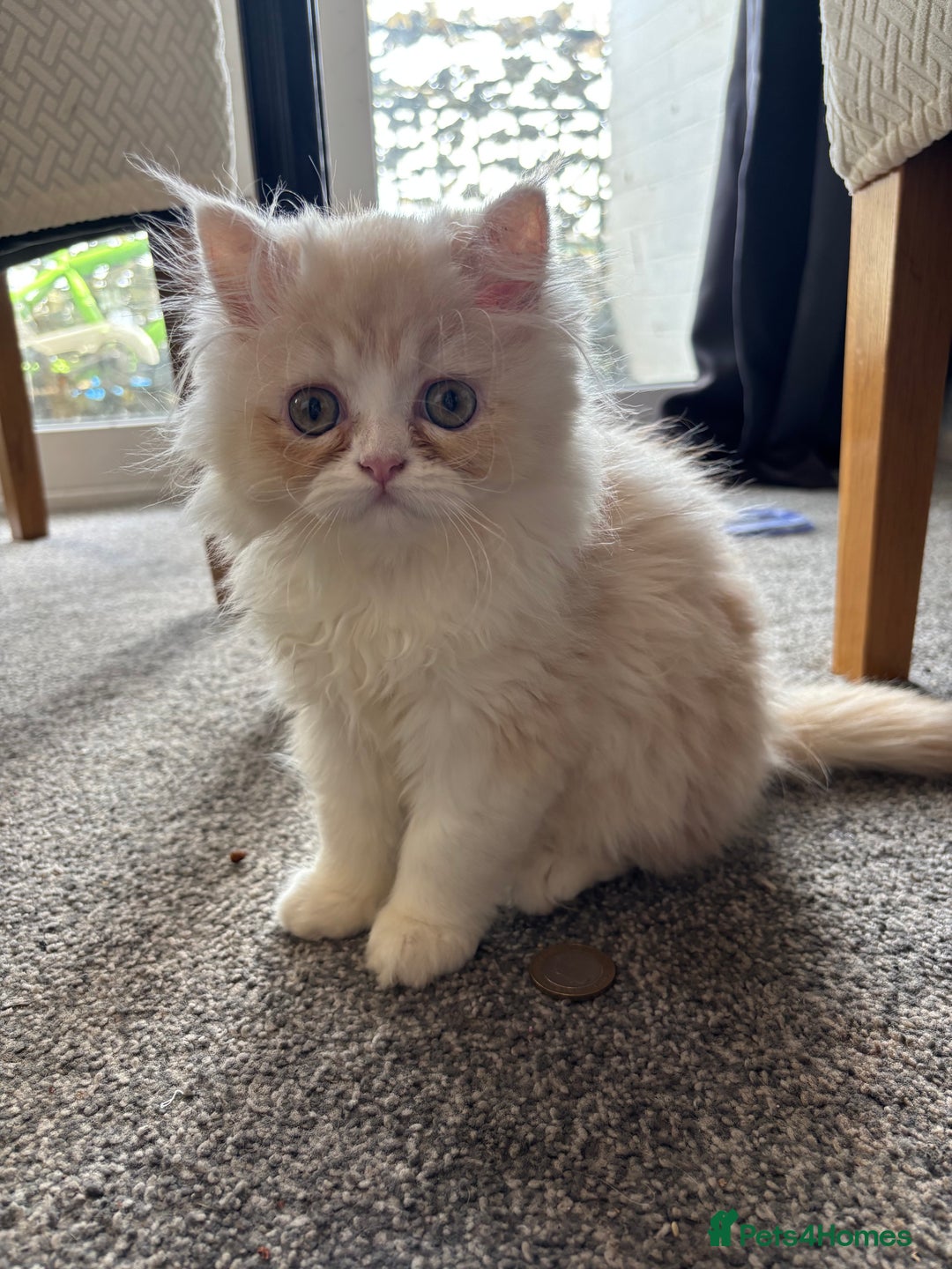 Persian cats for sale: 2 Persian kittens  - Image 6