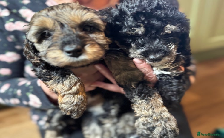 Schnoodle dogs - Advert 1