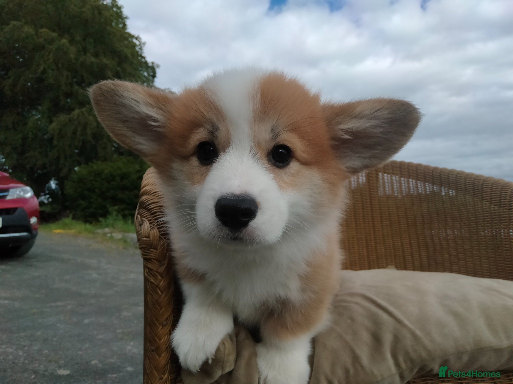 Welsh Corgi Pembroke dogs for sale: Beautiful Pedigree Red & White corgi pups  - Advert 3
