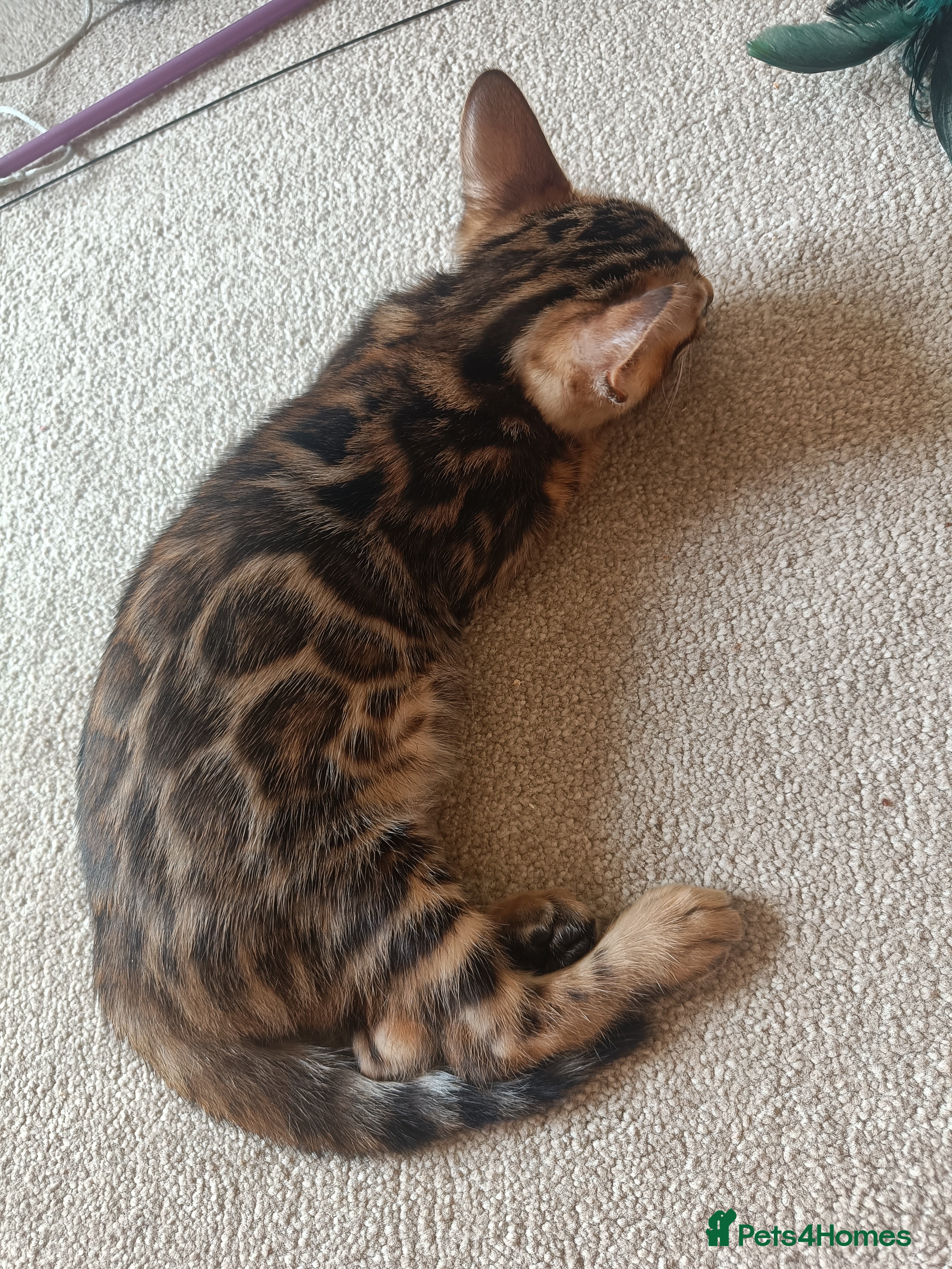 Bengal cats Absolutely beautiful pedigree bengal kittens - Advert 2