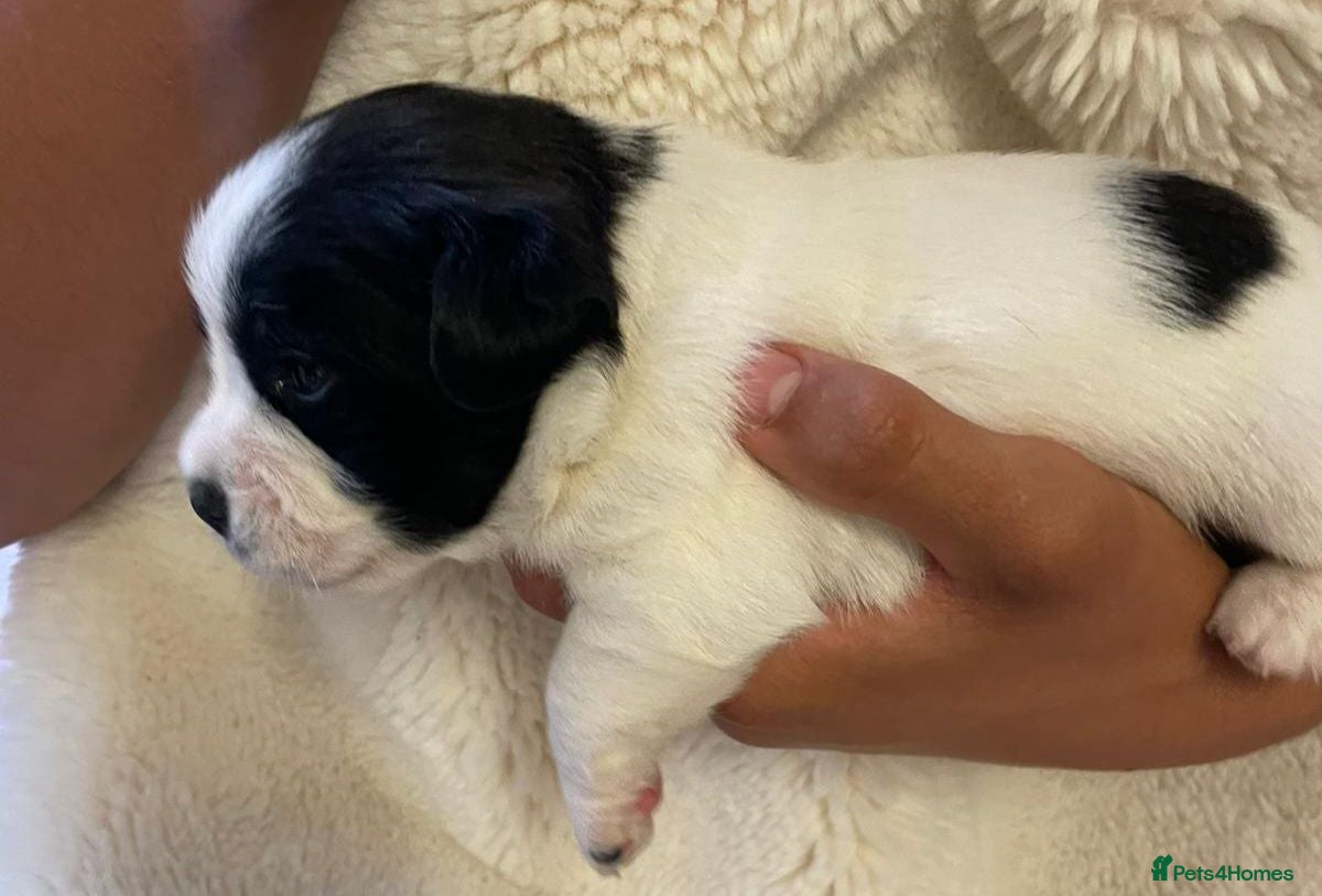 Jack Russell dogs 3 boy Jack russel pups - Advert 1