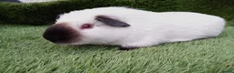Guinea Pig rodents for sale: Male guinea pigs  - Advert 6