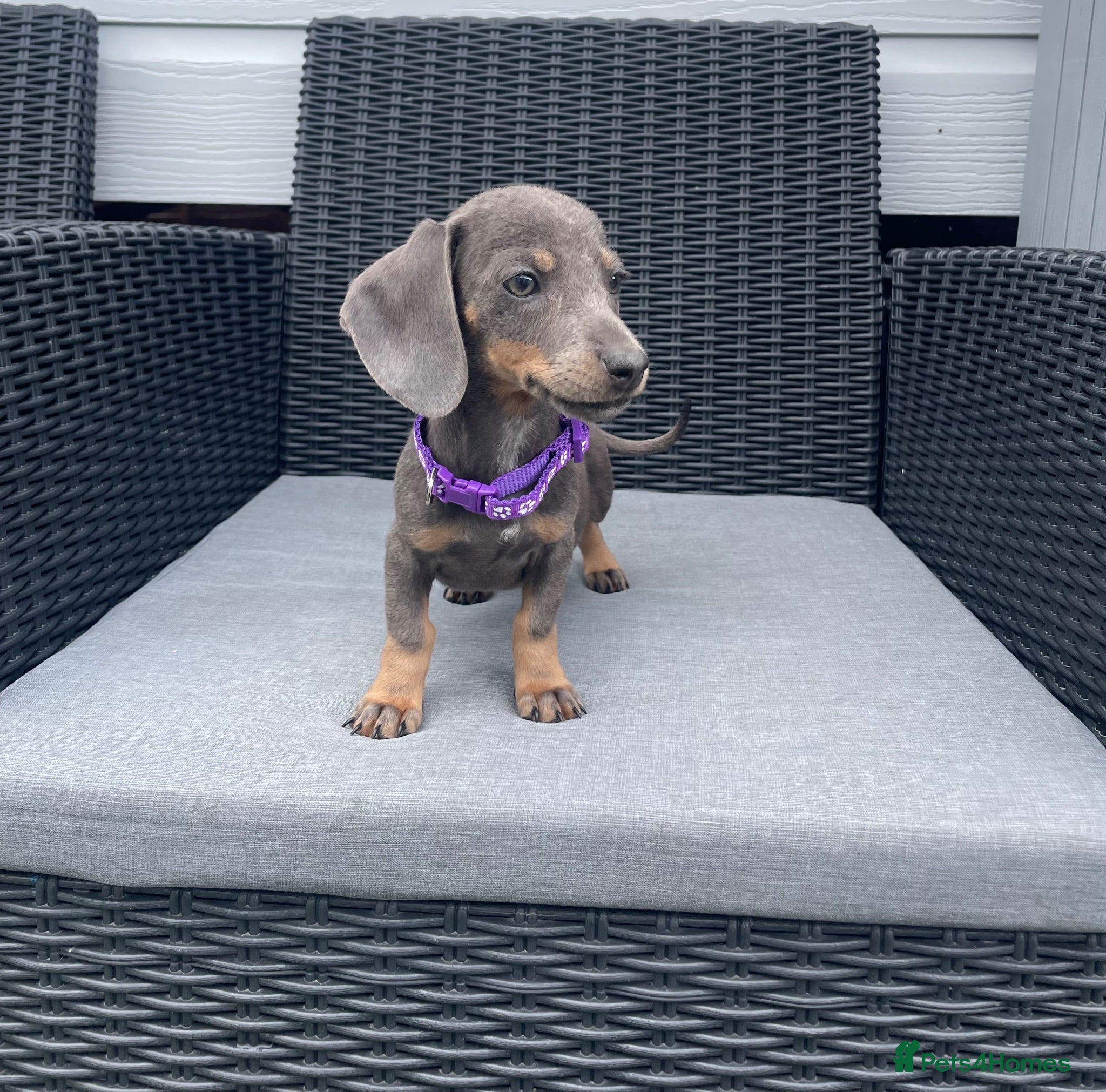 Miniature Dachshund dogs 💖1 beautiful Dachund ready now 💖 - Advert 2